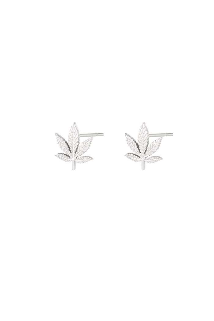 Canna bliss studs