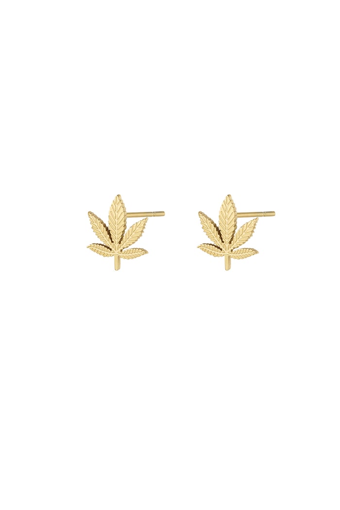 Canna bliss studs